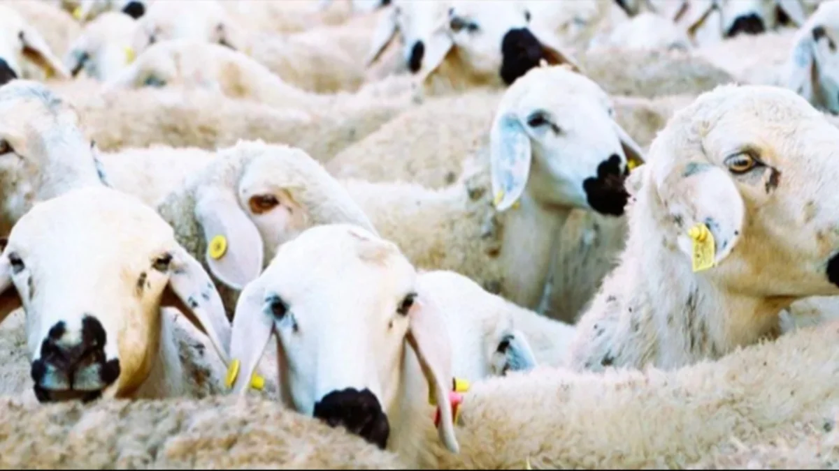 Besicilere Yeni Destek Açıklandı: Tarım Bakanlığı’ndan 32 Küçükbaş Hayvan Desteği